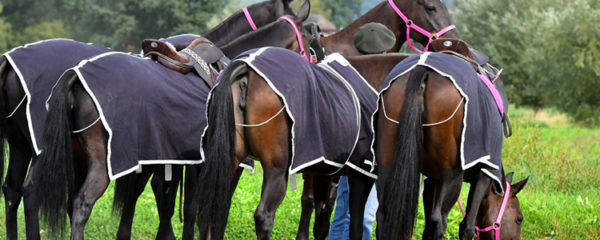 Protections pour chevaux