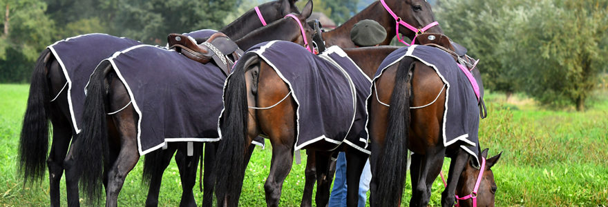 Protections pour chevaux