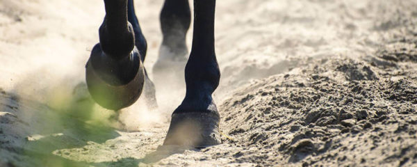 Stabiliser des sols equestres