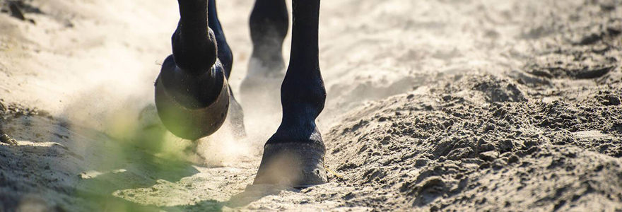 Stabiliser des sols equestres